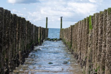 Hollanda, Zoutelande yakınlarındaki beyaz kumlu kuzey sahillerindeki tahta kutuplara bakın.