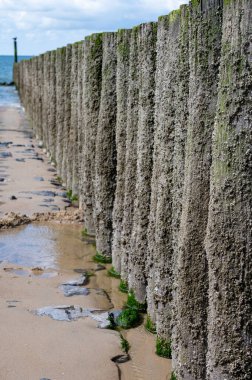 Hollanda, Zoutelande yakınlarındaki beyaz kumlu kuzey sahillerindeki tahta kutuplara bakın.