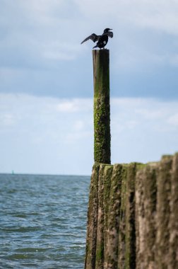 Hollanda, Zoutelande yakınlarındaki beyaz kumlu kuzey sahillerindeki tahta kutuplara bakın.