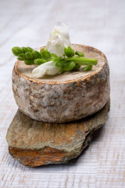 Peynir koleksiyonu, olgun inek peyniri, Fransa 'dan gelen mantarlı tommette de savoie, Alp dağlarında yapılan peynir.