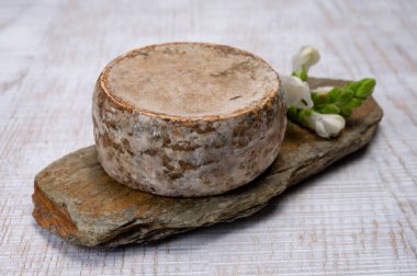 Peynir koleksiyonu, olgun inek peyniri, Fransa 'dan gelen mantarlı tommette de savoie, Alp dağlarında yapılan peynir.