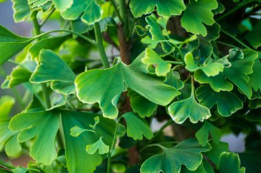 Botanik koleksiyonu, genç yeşil sazlıklar tıbbi bitki ginkgo biloba yakın çekim