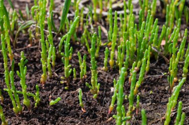 Botanik koleksiyonu, taze, yenilebilir deniz sulu bitki, Salicornia veya deniz gözlüğü otu, tuzlu bataklıklarda yetişiyor.