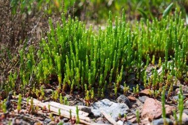 Botanik koleksiyonu, taze, yenilebilir deniz sulu bitki, Salicornia veya deniz gözlüğü otu, tuzlu bataklıklarda yetişiyor.