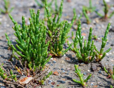 Botanik koleksiyonu, taze, yenilebilir deniz sulu bitki, Salicornia veya deniz gözlüğü otu, tuzlu bataklıklarda yetişiyor.