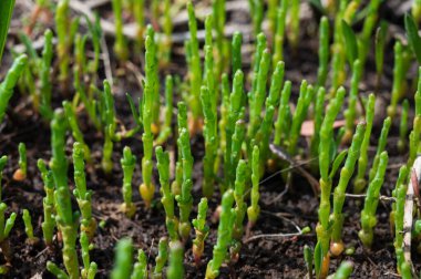 Botanik koleksiyonu, taze, yenilebilir deniz sulu bitki, Salicornia veya deniz gözlüğü otu, tuzlu bataklıklarda yetişiyor.