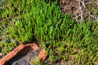 Botanik koleksiyonu, taze, yenilebilir deniz sulu bitki, Salicornia veya deniz gözlüğü otu, tuzlu bataklıklarda yetişiyor.