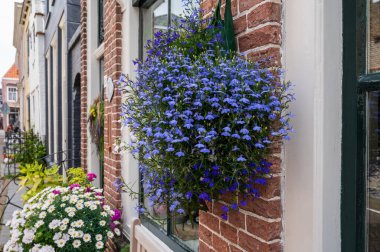 Renkli yaz çiçekleri bahçede ya da verandada çiçek açar. Kapatın.
