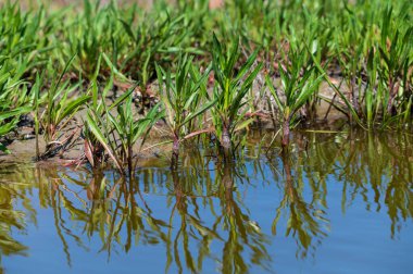 Botanik koleksiyonu, yenilebilir deniz paskalya bitkisi, yazın Tripolium pannonicum, tuzlu bataklıklarda yetişiyor.