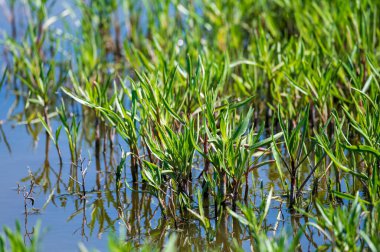 Botanik koleksiyonu, yenilebilir deniz paskalya bitkisi, yazın Tripolium pannonicum, tuzlu bataklıklarda yetişiyor.