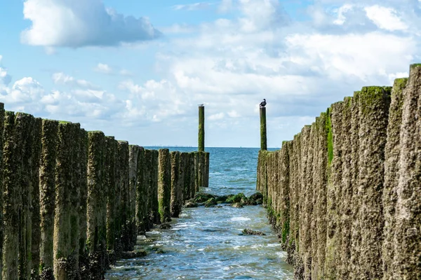 Hollanda, Zoutelande yakınlarındaki beyaz kumlu kuzey sahillerindeki tahta kutuplara bakın.