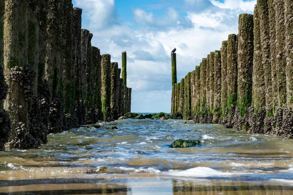 Hollanda, Zoutelande yakınlarındaki beyaz kumlu kuzey sahillerindeki tahta kutuplara bakın.