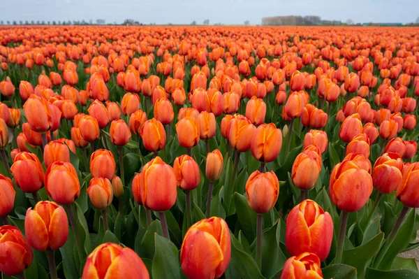 Tulpenzwiebeln Produktion Industrie Bunte Tulpenblumen Felder Frühling Blühen Den Niederlanden — Stockfoto