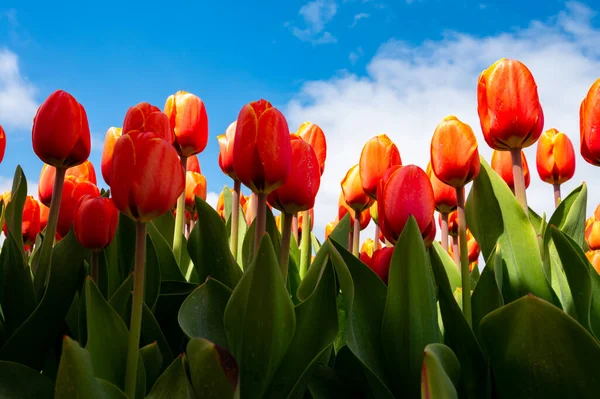 Lale soğanları üretim endüstrisi, Hollanda 'da bahar çiçeklerinin açtığı kırmızı lale çiçekleri manzarası