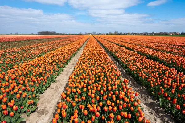 Tulip Bulbs Production Industry Colorful Tulip Flowers Fields Spring Blossom — Stock Photo, Image