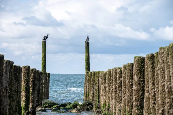 Hollanda, Zoutelande yakınlarındaki beyaz kumlu kuzey sahillerindeki tahta kutuplara bakın.