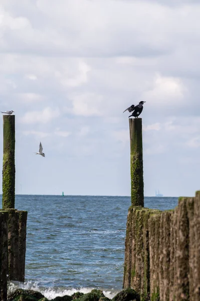 Hollanda, Zoutelande yakınlarındaki beyaz kumlu kuzey sahillerindeki tahta kutuplara bakın.