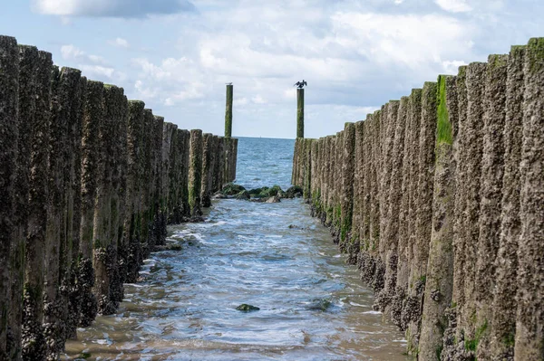Hollanda, Zoutelande yakınlarındaki beyaz kumlu kuzey sahillerindeki tahta kutuplara bakın.