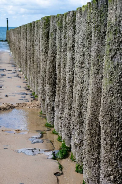 Hollanda, Zoutelande yakınlarındaki beyaz kumlu kuzey sahillerindeki tahta kutuplara bakın.
