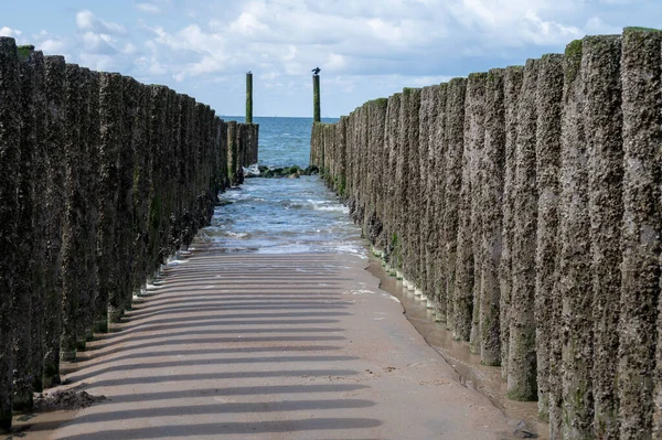 Hollanda, Zoutelande yakınlarındaki beyaz kumlu kuzey sahillerindeki tahta kutuplara bakın.