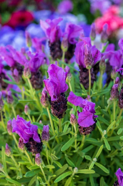 Veilchenblüte Der Aromatischen Pflanze Lavendel Sommergarten Aus Nächster Nähe — Stockfoto