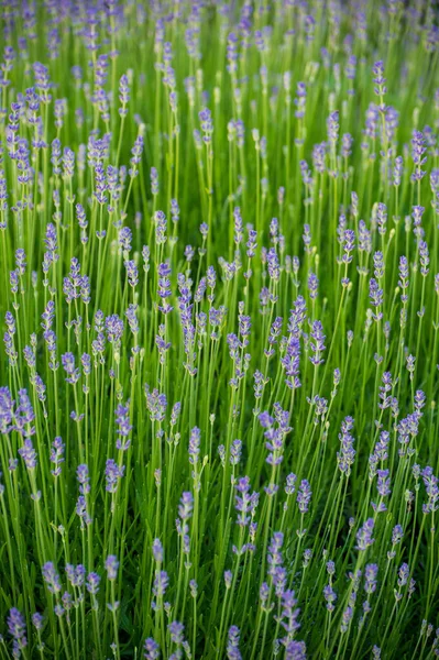 Seasonsl Flor Violeta Lavanda Planta Aromática Jardim Verão Close Natureza — Fotografia de Stock