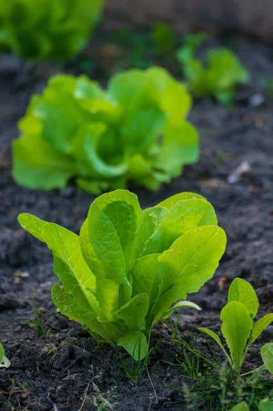 Eco Landbouw Nederland Aanplant Van Jonge Groene Sla Salade Planten — Stockfoto