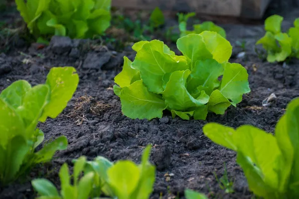 Eco Agricultura Nos Países Baixos Plantações Plantas Jovens Salada Alface — Fotografia de Stock