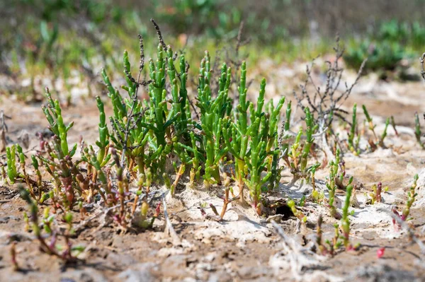 Colecție Botanică Plante Suculente Mare Verzi Salicornia Sau Buruieni Sticlă — Fotografie, imagine de stoc