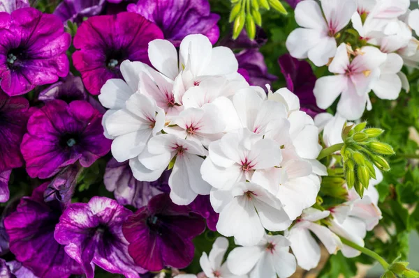 Цветущие Летние Цветы Расцветают Саду Открытом Патио Вблизи — стоковое фото