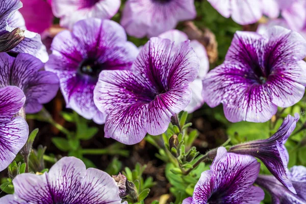Kolorowe Letnie Kwiaty Kwitną Ogrodzie Lub Zewnątrz Patio Bliska — Zdjęcie stockowe