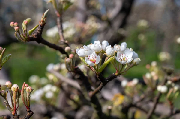 Begin of spring blossom of pear trees in Dutch orchards in april