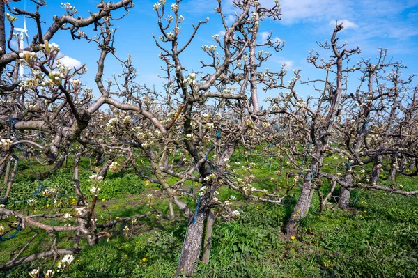 Början Vårblomman Päronträd Holländska Fruktträdgårdar April — Stockfoto