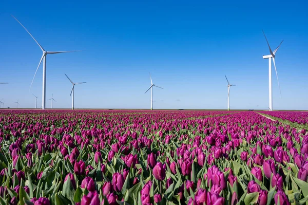 Фоновая Природа Красочные Цветы Тюльпанов Цвету Фермерских Полях Апреле Мае — стоковое фото