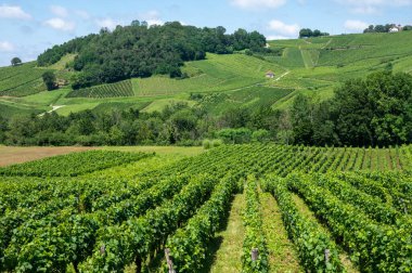 Fransa 'nın Jura kentindeki Chateau-Chalon kasabası yakınlarındaki yeşil tepe üzüm bağlarının panoramik manzarası