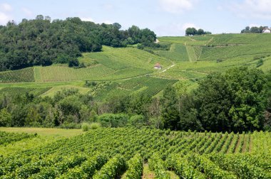 Fransa 'nın Jura kentindeki Chateau-Chalon kasabası yakınlarındaki yeşil tepe üzüm bağlarının panoramik manzarası