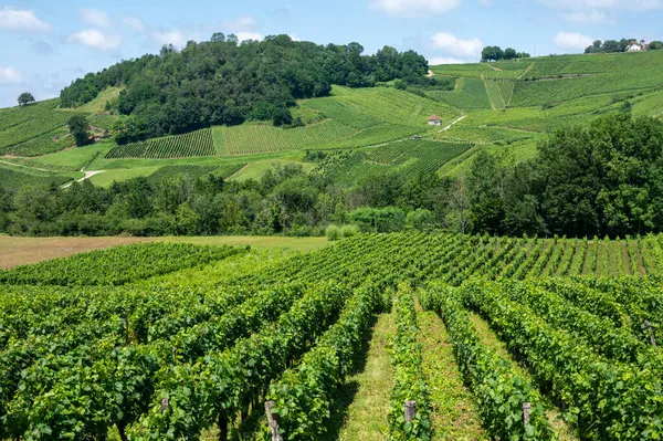 Panoramisch Uitzicht Groene Heuvelachtige Wijngaarden Nabij Wijndorp Chateau Chalon Regio — Stockfoto