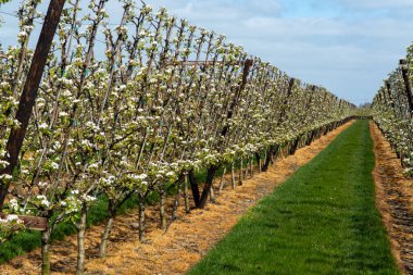 Hollanda 'da organik tarım, Zeeland' deki meyve bahçelerinde çiçek açan armut ağaçları..