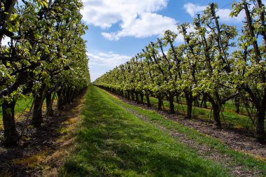 Hollanda 'da organik tarım, Zeeland' deki meyve bahçelerinde çiçek açan armut ağaçları..