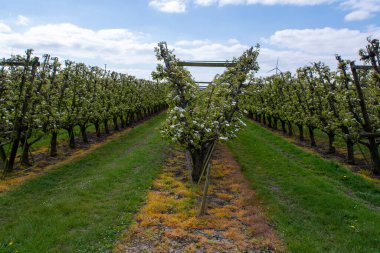 Hollanda 'da organik tarım, Zeeland' deki meyve bahçelerinde çiçek açan armut ağaçları..