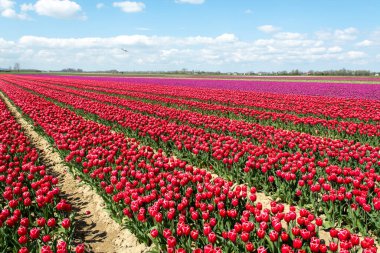 Hollanda manzarası, renkli lale çiçeği tarlaları Zeeland, Hollanda 'da nisan ayında çiçek açıyor.