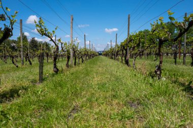 Kuzey Brabant 'taki Hollanda şaraphanesinde, Hollanda' daki yeşil üzüm bağlarında genç üzüm yaprakları filizleniyor