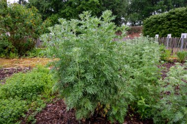 Botanik koleksiyonu, Artemisia Absinthium Wormwood 'un taze yeşil yaprakları, Absinthe, mugwort, Wermout zehirli Artemisia türleri, süs bitkisi ve ruhsal absinthe için malzeme olarak kullanılır..