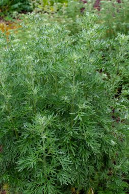 Botanik koleksiyonu, Artemisia Absinthium Wormwood 'un taze yeşil yaprakları, Absinthe, mugwort, Wermout zehirli Artemisia türleri, süs bitkisi ve ruhsal absinthe için malzeme olarak kullanılır..
