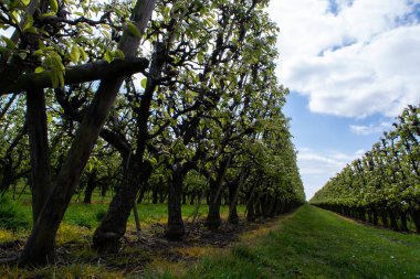 Hollanda 'da organik tarım, Zeeland' deki meyve bahçelerinde çiçek açan armut ağaçları..