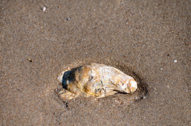 Hollanda, Zeeland 'de kumlu sahilde yabani kremalı istiridye.