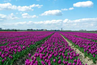 Hollanda manzarası, renkli lale çiçeği tarlaları Zeeland, Hollanda 'da nisan ayında çiçek açıyor.