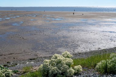 Hollanda, Friesland, Wadden Denizi 'ndeki Harlingen balıkçı kasabasının sahilinde yürüyorum.