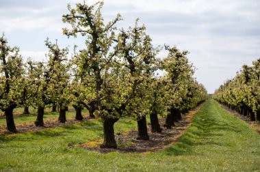 Hollanda 'da organik tarım, Zeeland' deki meyve bahçelerinde çiçek açan armut ağaçları..