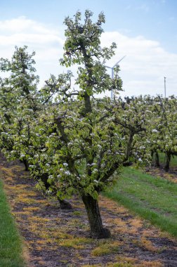 Hollanda 'da organik tarım, Zeeland' deki meyve bahçelerinde çiçek açan armut ağaçları..